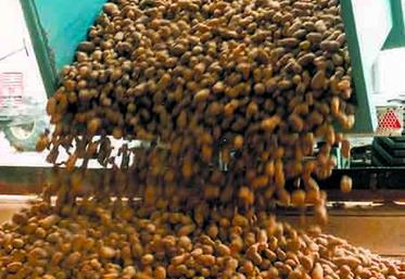 La fin de campagne devrait intervenir vers le 10 février 2013.