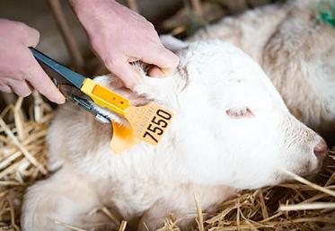 Depuis le 2 août, tous les éleveurs doivent poser une boucle de dépistage BVD sur l’oreille droite du veau dès sa naissance.