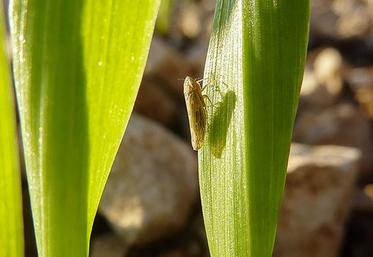 Si une forte activité de cicadelles est observée, un traitement est à réaliser.