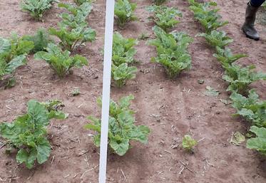 Essais désherbage betteraves, variété Charcot, semées le 28 février 2019.
