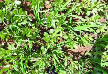 Le pouvoir couvrant du triticale associé à la féverole d’hiver – mai 2015.