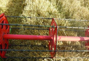 La récolte 2012 des escourgeons s’avère globalement correcte tant en volume qu’en qualité.