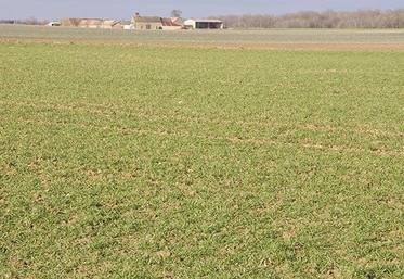 Pour mesurer l’azote du sol disponible pour les cultures, des abaques sont mises à disposition par le Comifer.