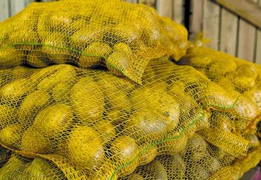 L’exportation reste l'un des facteurs primordiaux de l'équilibre du marché.