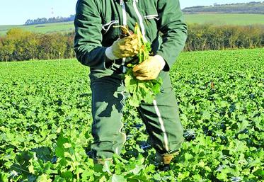 Utiliser un outil pour mesurer la biomasse du colza précisément.