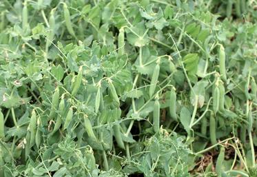 Alors que la sole française de pois a dégringolé depuis les années 1990, elle pourrait profiter d’un renouveau.