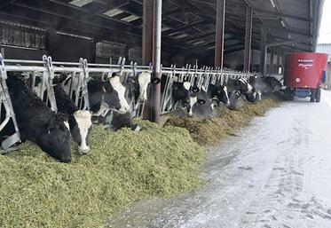 L’apport de luzerne dans la ration permet un réel gain d’autonomie alimentaire. 