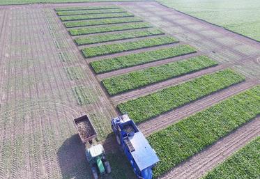 2018 est une étape clé : le programme de phénotypage au champ, sur 63 000 parcelles d’essais, consiste à évaluer les 3 000 génotypes sur la base de certains critères de sélection. 