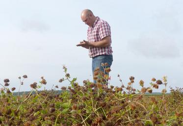 Matthieu Pegard et ses associés produisent des semences de ray-grass anglais et de trèfle de Micheli (photo) pour la première année. «Cette culture nécessite du temps, surtout à la récolte», prévient-il.
