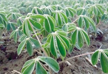Pour David Saelens, «le lupin est une très bonne tête d’assolement, puisque le reliquat d’azote apporté est important et qu’il permet aussi de gérer le ray-grass et le vulpin, problématiques pour le blé.»