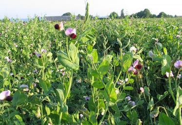 Les légumineuses seules ou en association (ici, vesce) sont celles qui stimulent le plus l’activité microbienne du sol.