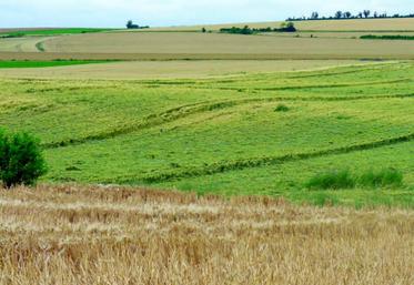 Une verse trop précoce sur blé pénalisera obligatoirement le remplissage.
