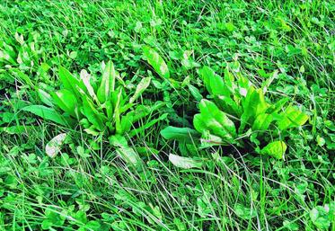 La chicorée sauvage (Cicorium intybus L.) est une plante vivace, qui ressemble au pissenlit par ses feuilles et son port. Elle demande une pression de pâturage importante pour une valorisation optimale.