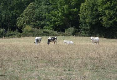 La vache Bleue du nord a la particularité d'avoir des taches légèrement bleutées. 