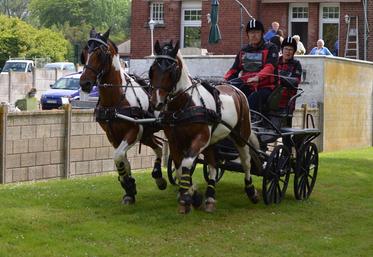 concours attelage