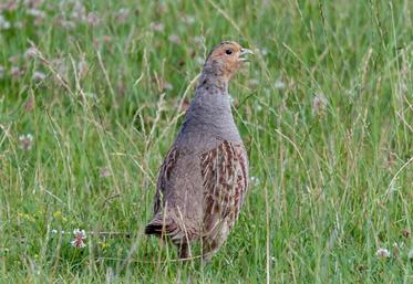Pour le gibier à plumes et, en particulier, la perdrix grise, la situation à l’approche d’une nouvelle saison de chasse oscille entre «pas terrible» et «catastrophique». 