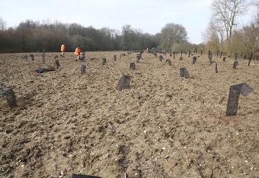 Les quelque 900 arbres plantés à Cléry-sur-Somme sont une petite partie des mesures de compensation prévues  dans le cadre de la construction du Canal Seine Nord dans l’est de la Somme. 