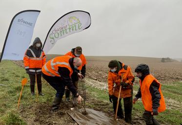 Plantations de haies