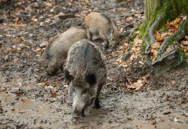 Chaque saison, un peu plus de 4 000 sangliers sont tués dans la Somme. 