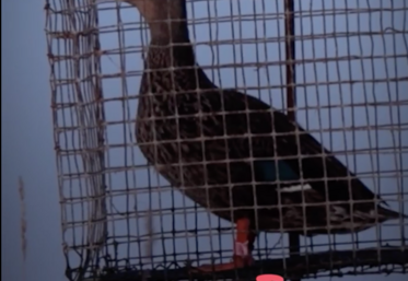 Reportage sur les appelants