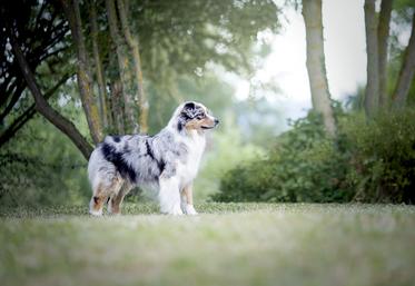 Le Berger australien continue d’occuper la première place du classement des chiens de race préférées des Français. 
