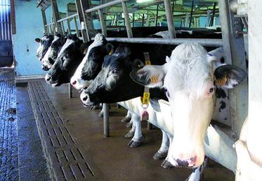 Génosanté est un projet collectif qui devrait offrir la possibilité aux éleveurs de sélectionner des vaches plus robustes face aux troubles de santé productive comme l'acétonémie, les boiteries, etc.