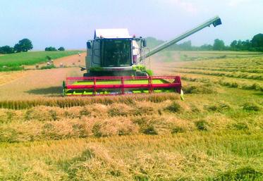 Les blés ont commencé à être récoltés, pour les tout premiers, le 24 juillet dernier.