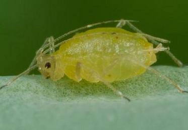 Après en avoir tué des millions, Bayer veut désormais protéger le puceron vert.