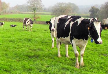 Le prix du lait permettant d’équilibrer le compte de l’exploitation va de 280 à 310e/1000L selon les ateliers.