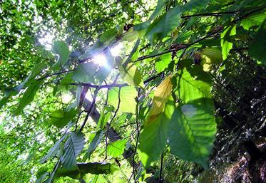 La valeur moyenne du prix des forêts s’établit à 4 100 €/ha contre 4 020 €/ha en 2015.