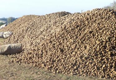 La reprise des tas stockés sous abri tourne désormais à plein régime.