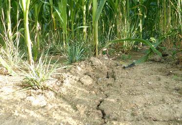 En terres superficielles, le maïs souffre.