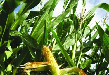 L’hétérogénéité des maïs de cette année invite fortement à réaliser des analyses de fourrage.