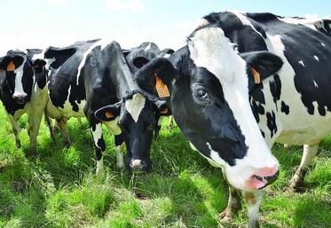 Il y a près de 60 000 vaches dans la Somme et un peu moins de 1 000 producteurs laitiers, qui détiennent en moyenne 58 vaches par exploitation.