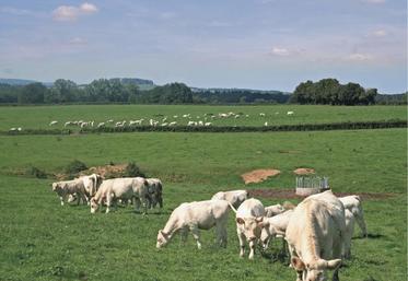 Le 15 avril, la Fédération nationale bovine (FNB) appelait les éleveurs «à retenir, au maximum, leurs animaux en ferme». Un bras de fer qui vise à faire aboutir sa demande, formulée le 29 mars, d’instaurer «un prix minimum payé aux éleveurs à hauteur de notre coût de production» pendant l’état d’urgence sanitaire.