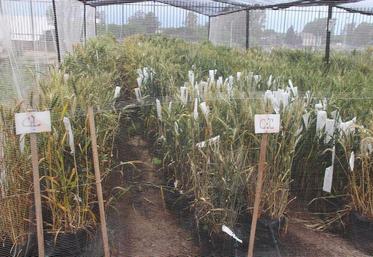 Par la décision de la CJUE, les industriels semenciers craignent que l’agriculture européenne et française ne soit pas en mesure de relever les défis climatiques et alimentaires de 2050-2100 faute de variétés adéquates.