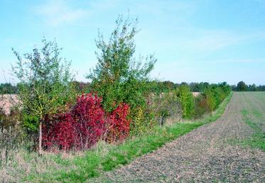 Une haie mitoyenne n'est pas considérée comme SIE pour les deux agriculteurs détenant les parcelles adjacentes. Ils doivent se répartir les mètres linéaires de cette haie.