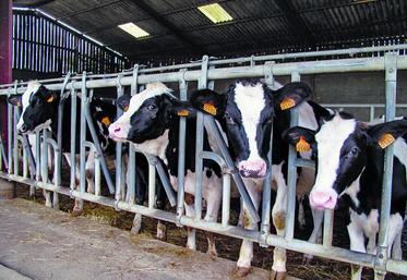 Entre les élevages ayant des animaux vêlant à 33 mois et d’autres où le vêlage a lieu à 26 mois, le coût de renouvellement passe de 29 à 16 euros pour 1 000 litres.