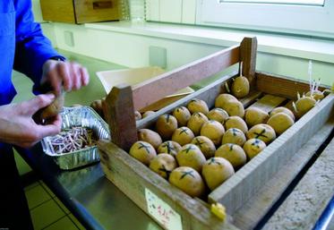 La qualité des plants de pommes de terre est un critère prépondérant du potentiel de rendement.
