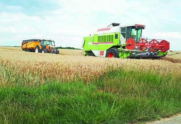 Le blé, céréale reine de la moisson, continue lui aussi d’être fauché.