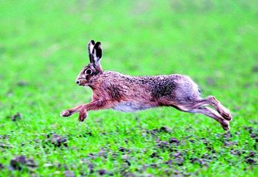 Le lièvre s'est bien reproduit cette année.