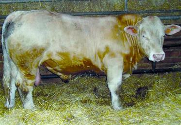 Les éleveurs peuvent dès à présent faire leur choix de reproducteurs charolais lors des deux portes ouvertes les 17 et 24 janvier à la station.