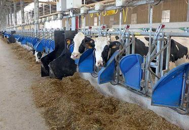 Ration de maïs fourrage pour les bovins.