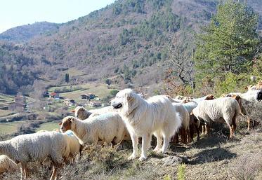 Un suivi individuel sur l’exploitation est possible lors de la mise 
en place d’un chiot.