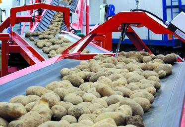 La récolte 2013 abondante a rencontré des difficultés d'écoulement en raison d'une consommation en recul et d'une exportation sans entrain.