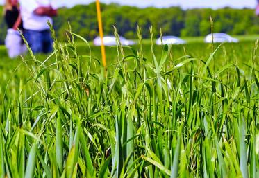 Le ray-grass a été utilisé à tour de bras à partir des années 1990.