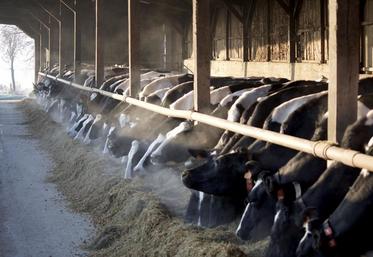 La Scica compte bien se faire restituer les pulpes des betteraves de SLS, pour permettre aux éleveurs adhérents, qui en ont besoin pour la ration de leurs vaches, d’en béné cier au meilleur prix.