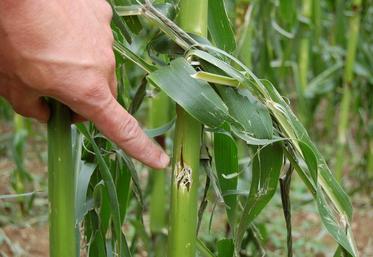 Des contrats d’assurance multirisques peuvent être proposés pour toutes les cultures et pour les prairies.