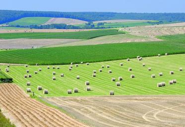 Dans la Somme, le prix moyen triennal des terres libres atteint 9  050 €/ha.