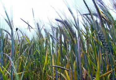 La production de malt est le débouché quasi-exclusif de la culture des orges de printemps. Il est donc fortement recommandé de choisir les variétés pour lesquelles les organismes de collecte locaux ont un marché. Ces variétés sont sélectionnées dans la liste éditée par les Malteurs de France pour la récolte 2015.